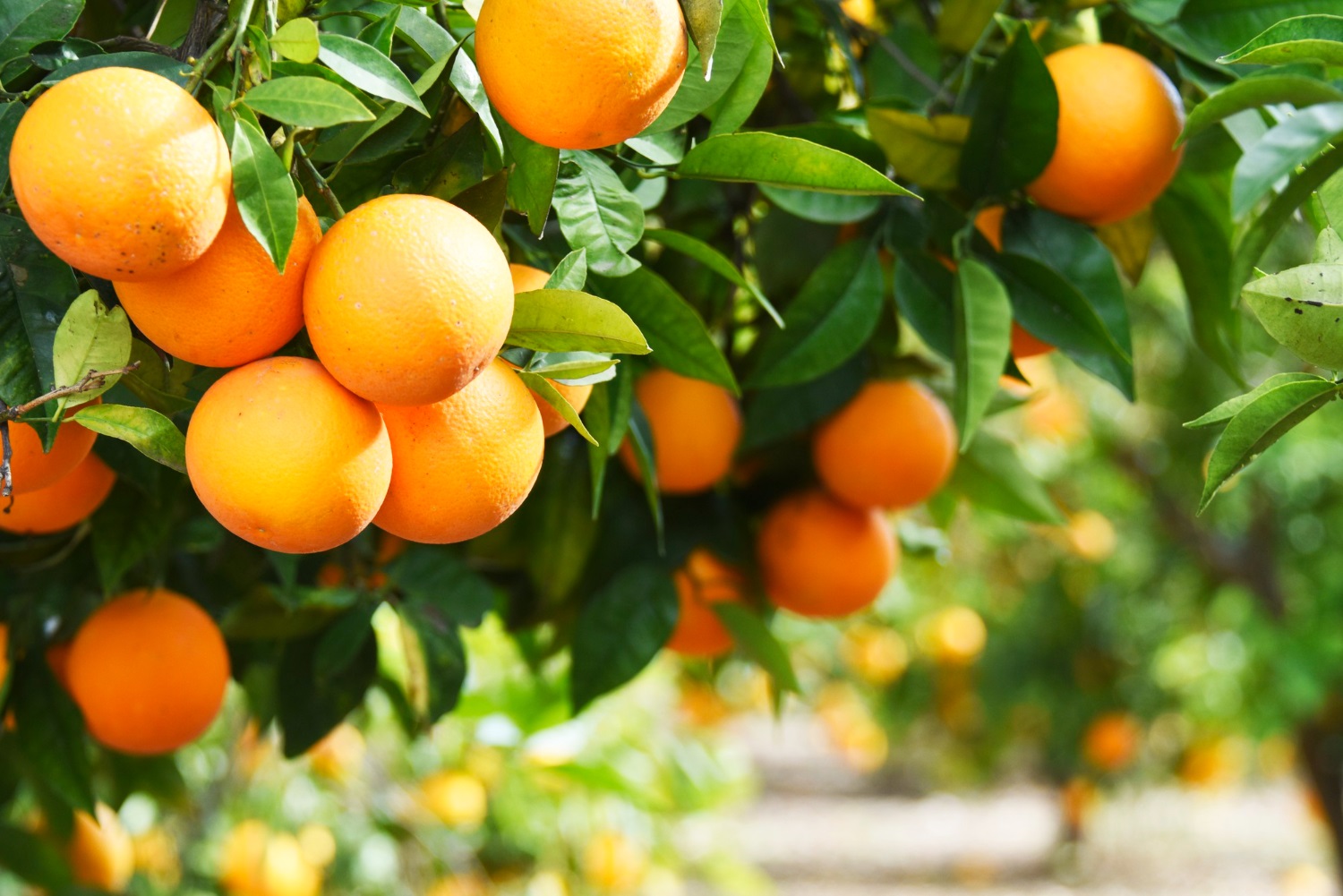 Puzzle Naranjas en el árbol