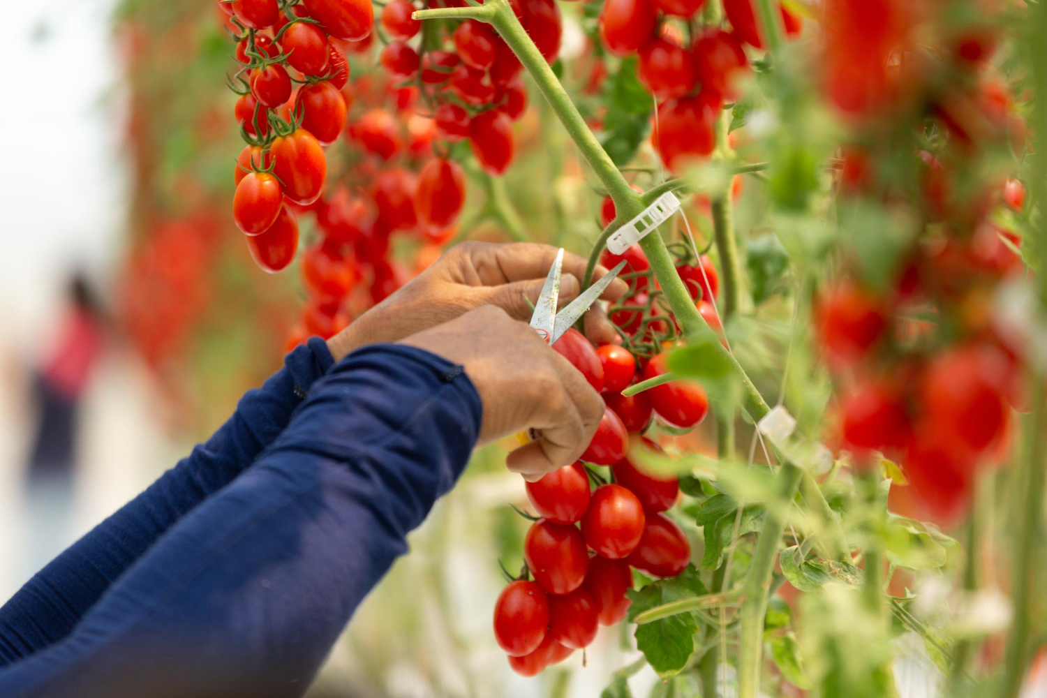 Puzzle Cultivo de tomates