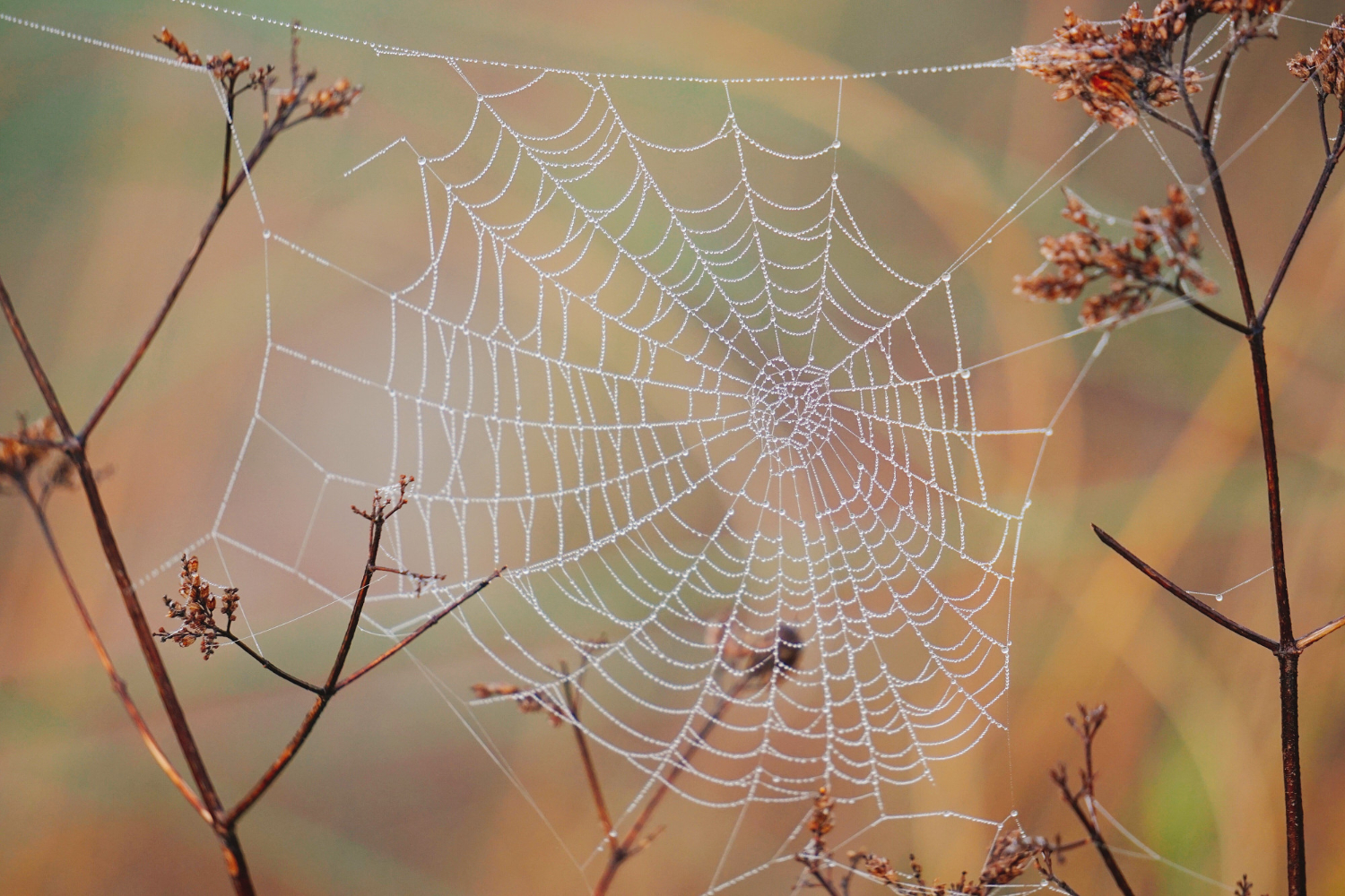 Puzzle Tela de araña