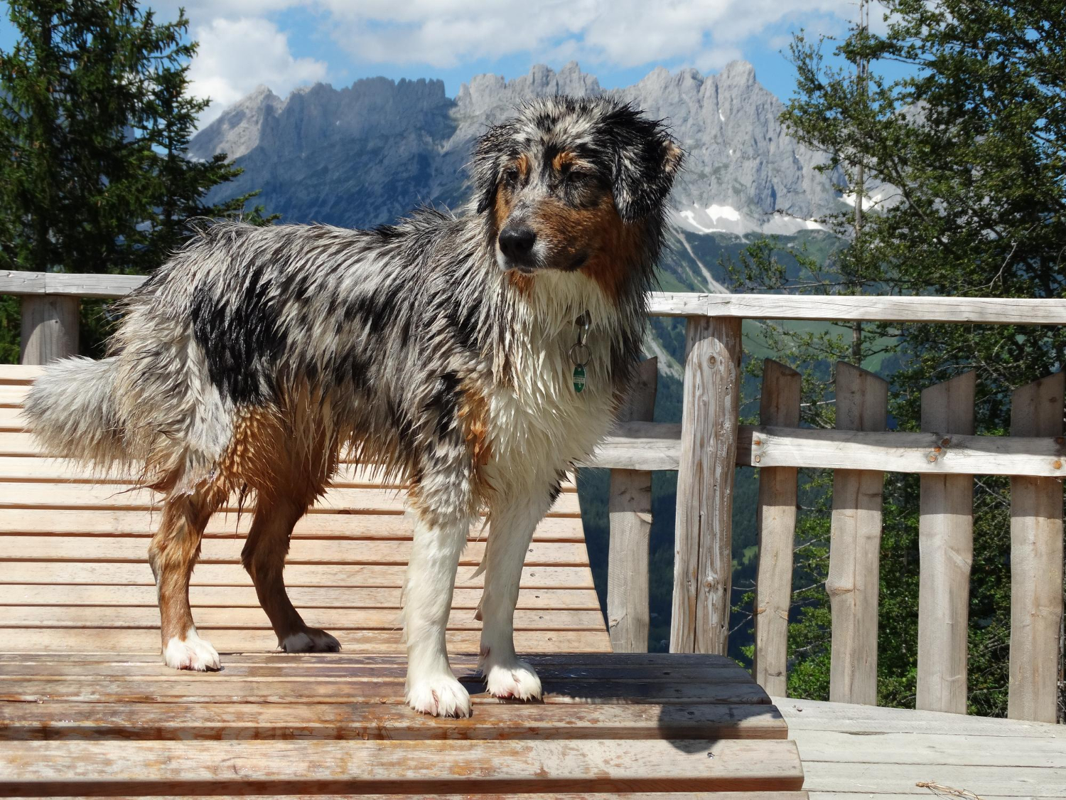 Puzzle Perro en la montaña