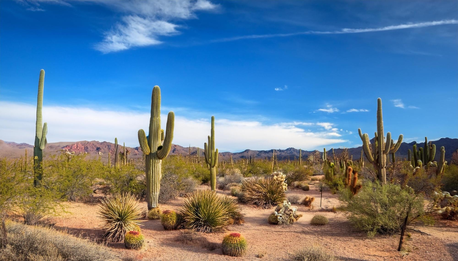 Puzzle Cactus en el desierto