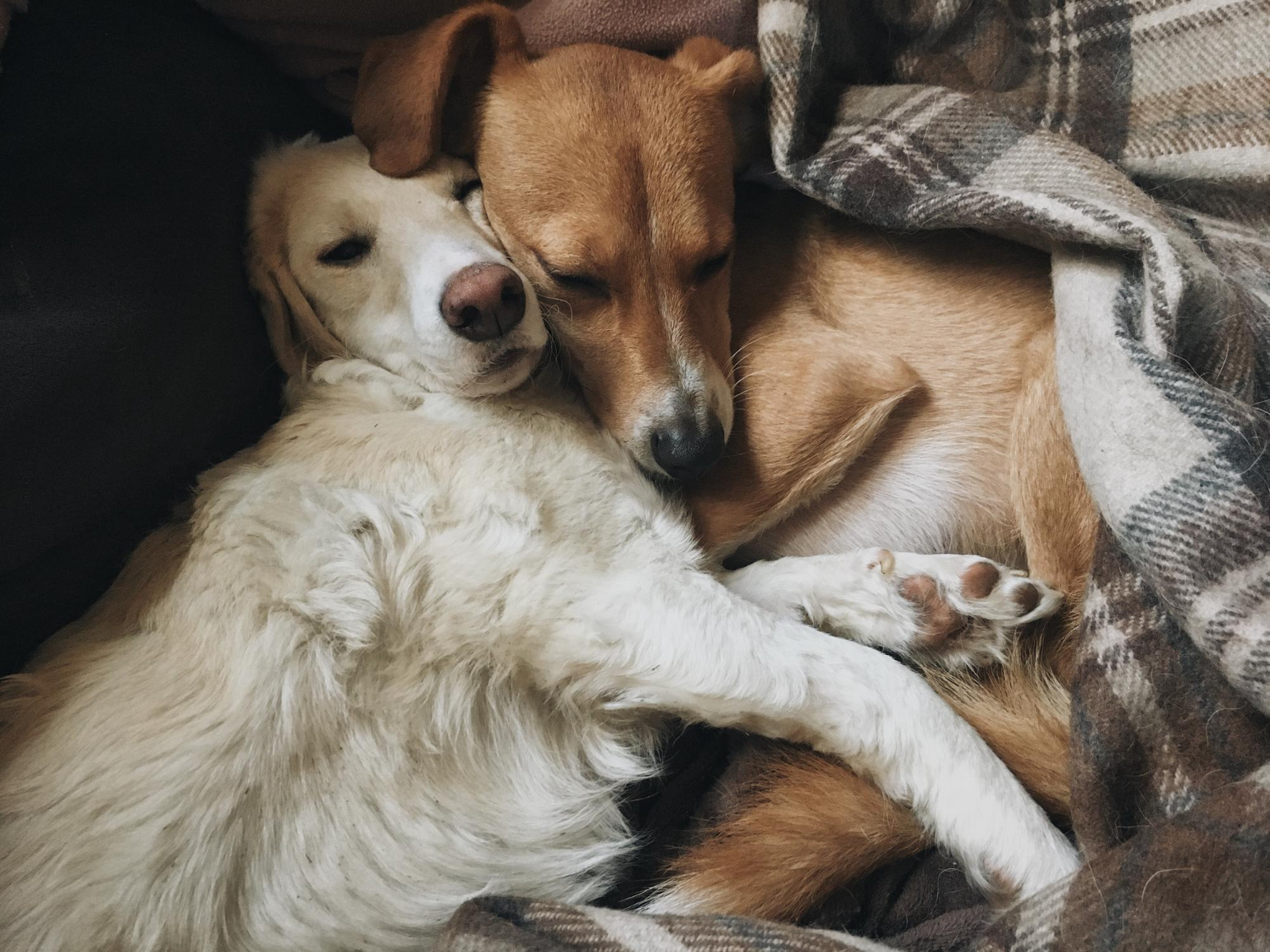 Puzzle Perros descansando