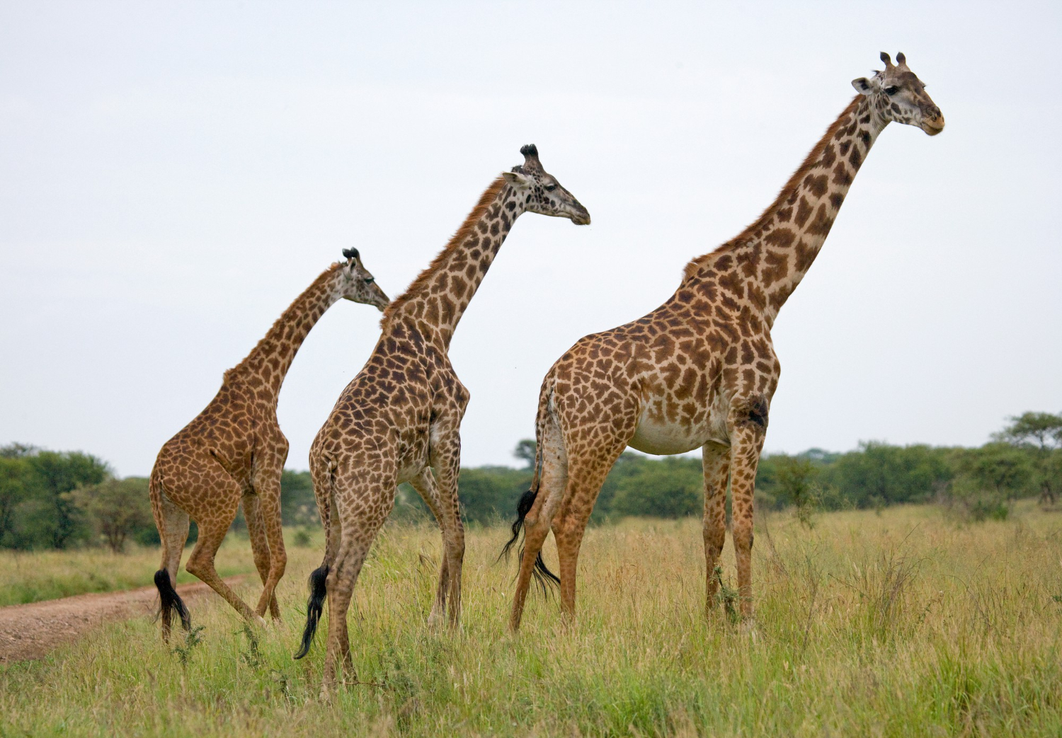 Puzzle Jirafas
