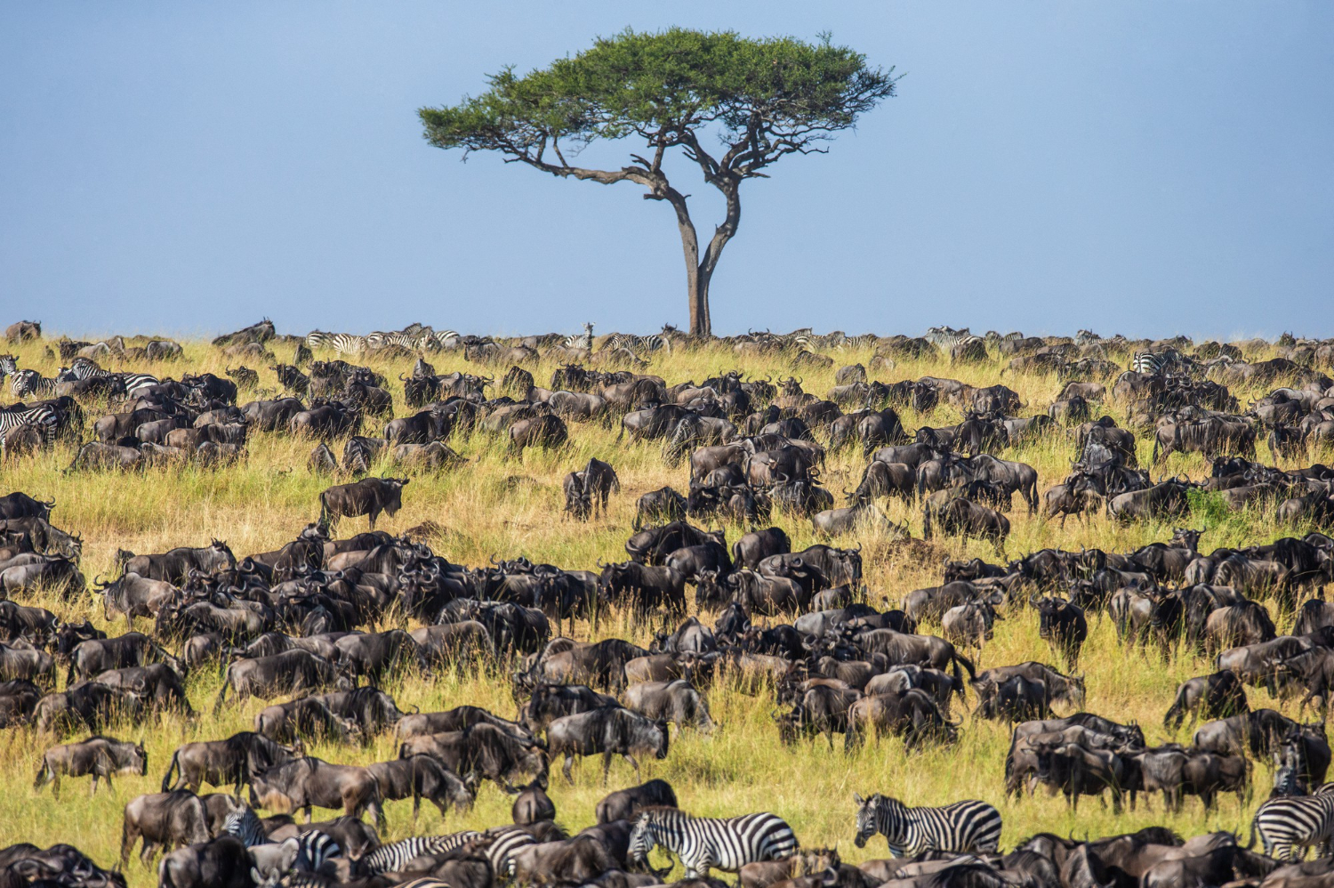 Puzzle Sabana africana