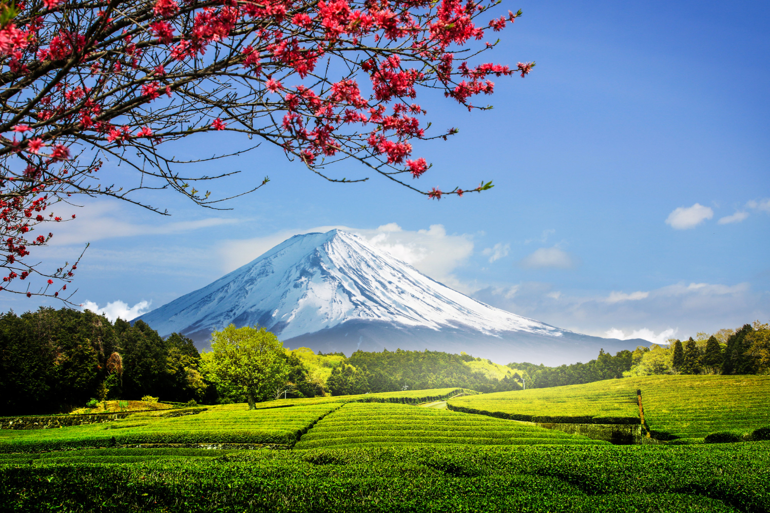 Puzzle Monte Fuji