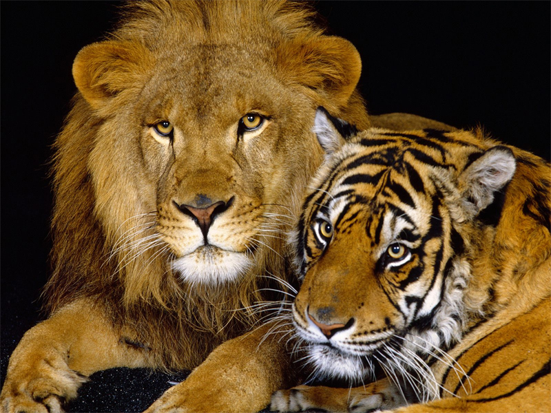 Puzzle León y tigre