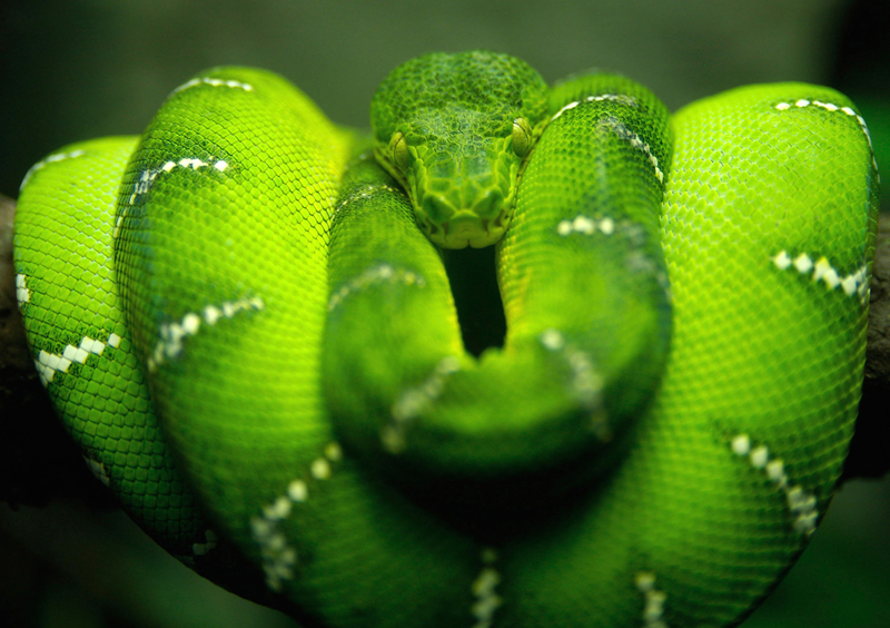 Puzzle Serpiente verde