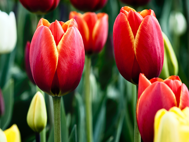 Puzzle Tulipanes rojos