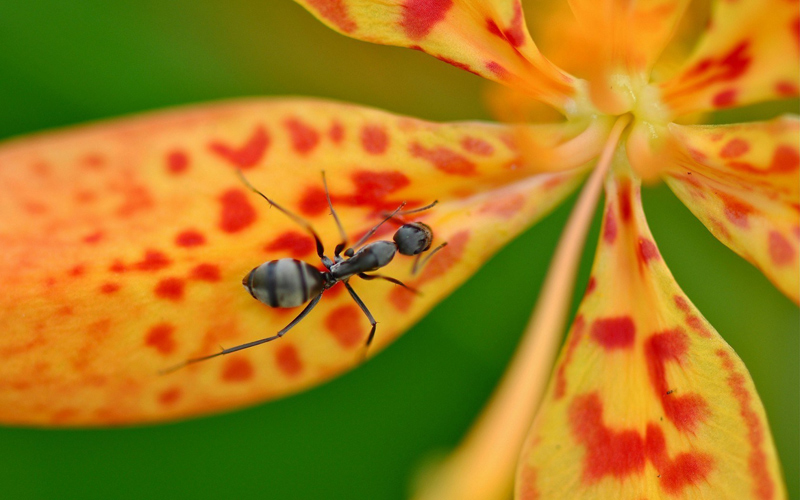 Puzzle Hormiga sobre flor