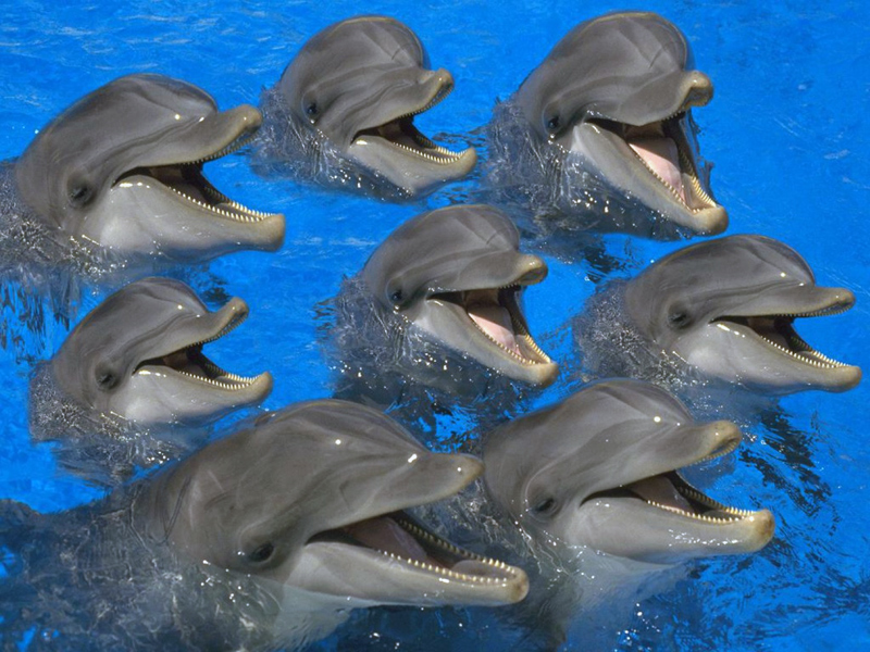 Puzzle Delfines