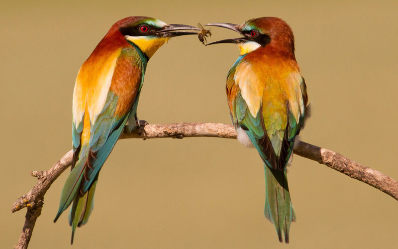 Puzzle Pájaros comiendo abeja