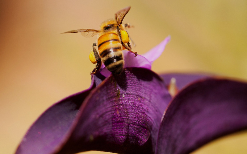 Puzzle Abeja sobre flor