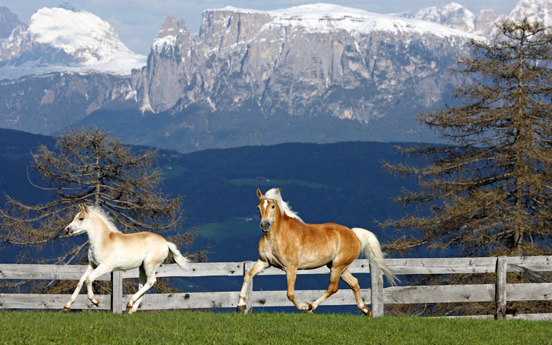 Puzzle Caballos en las montañas