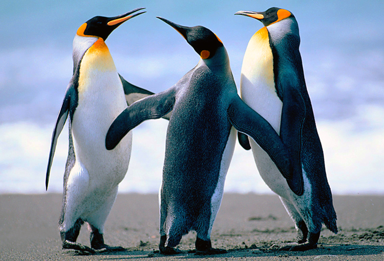 Puzzle Pingüinos bailando