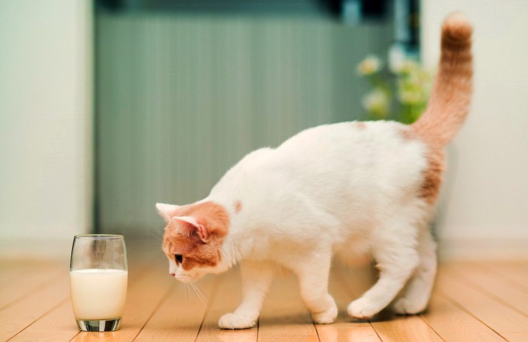 Puzzle Gato y vaso de leche