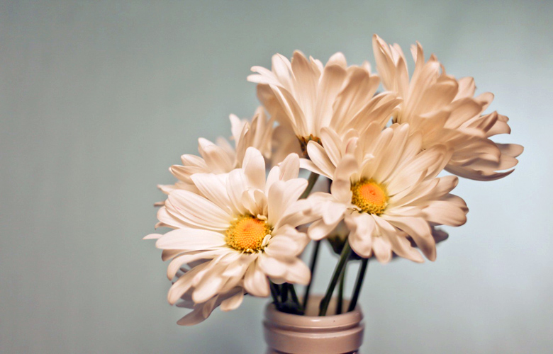 Puzzle Flores gerbera