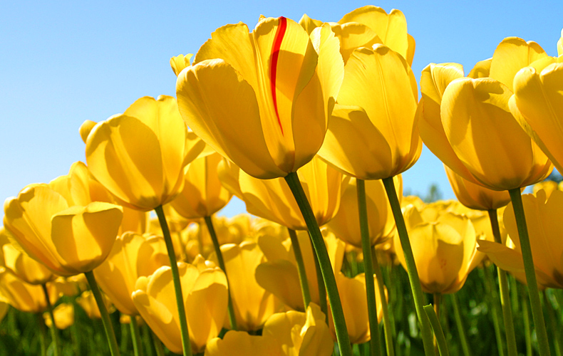 Puzzle Tulipanes amarillos