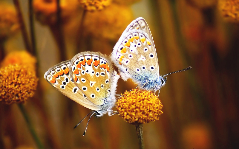 Puzzle Mariposas