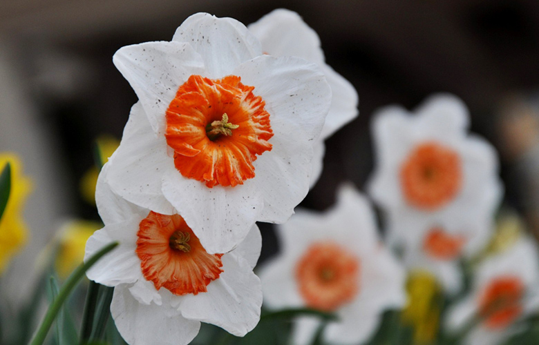 Puzzle Narcisos blancos