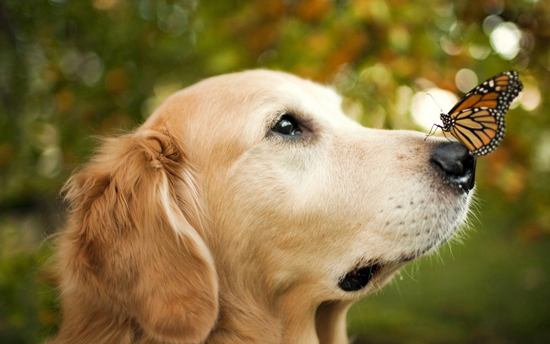 Puzzle Perro y mariposa