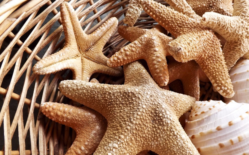 Puzzle Estrellas de mar y caracolas