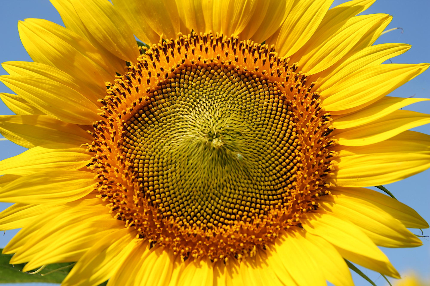 Puzzle Girasol