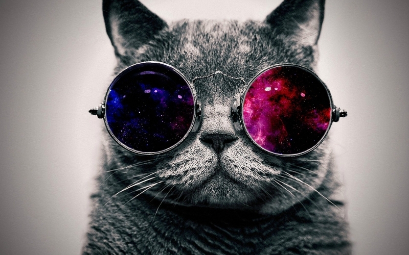 Puzzle Gato con gafas