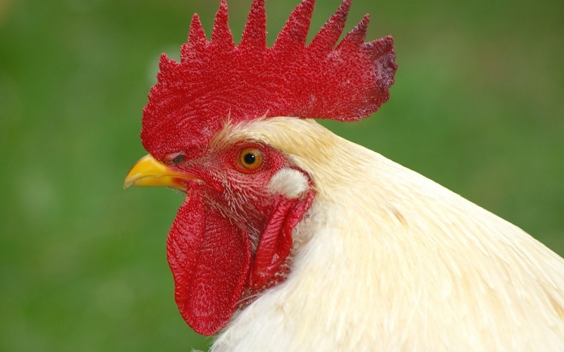 Puzzle Cresta de gallo