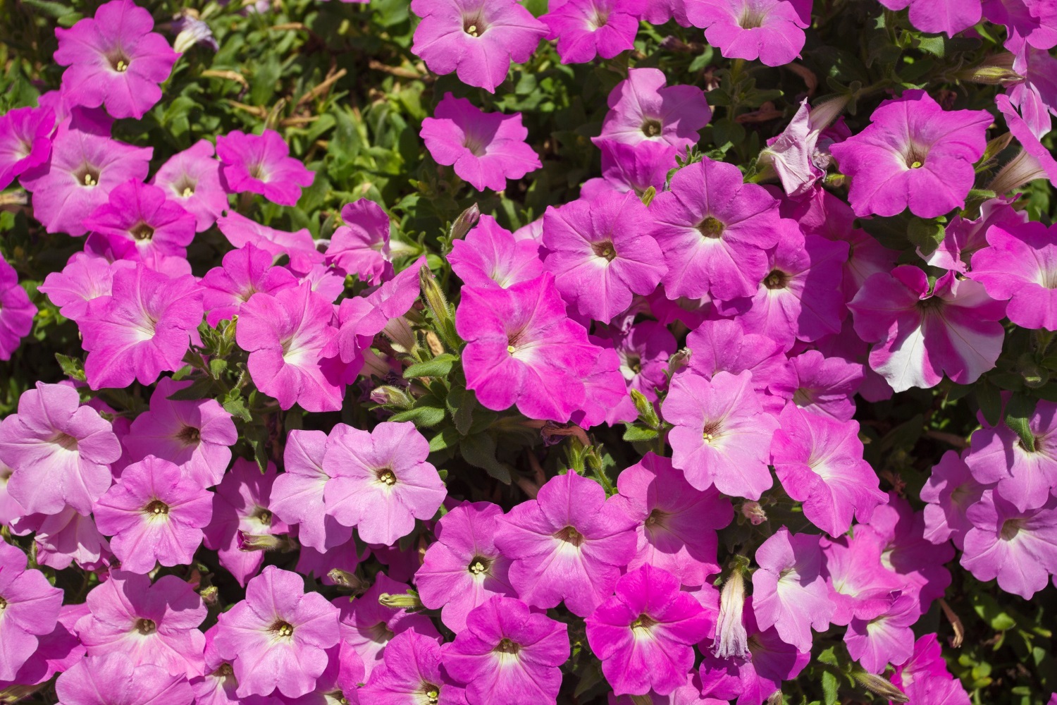 Puzzle Petunias rosas en el jardín