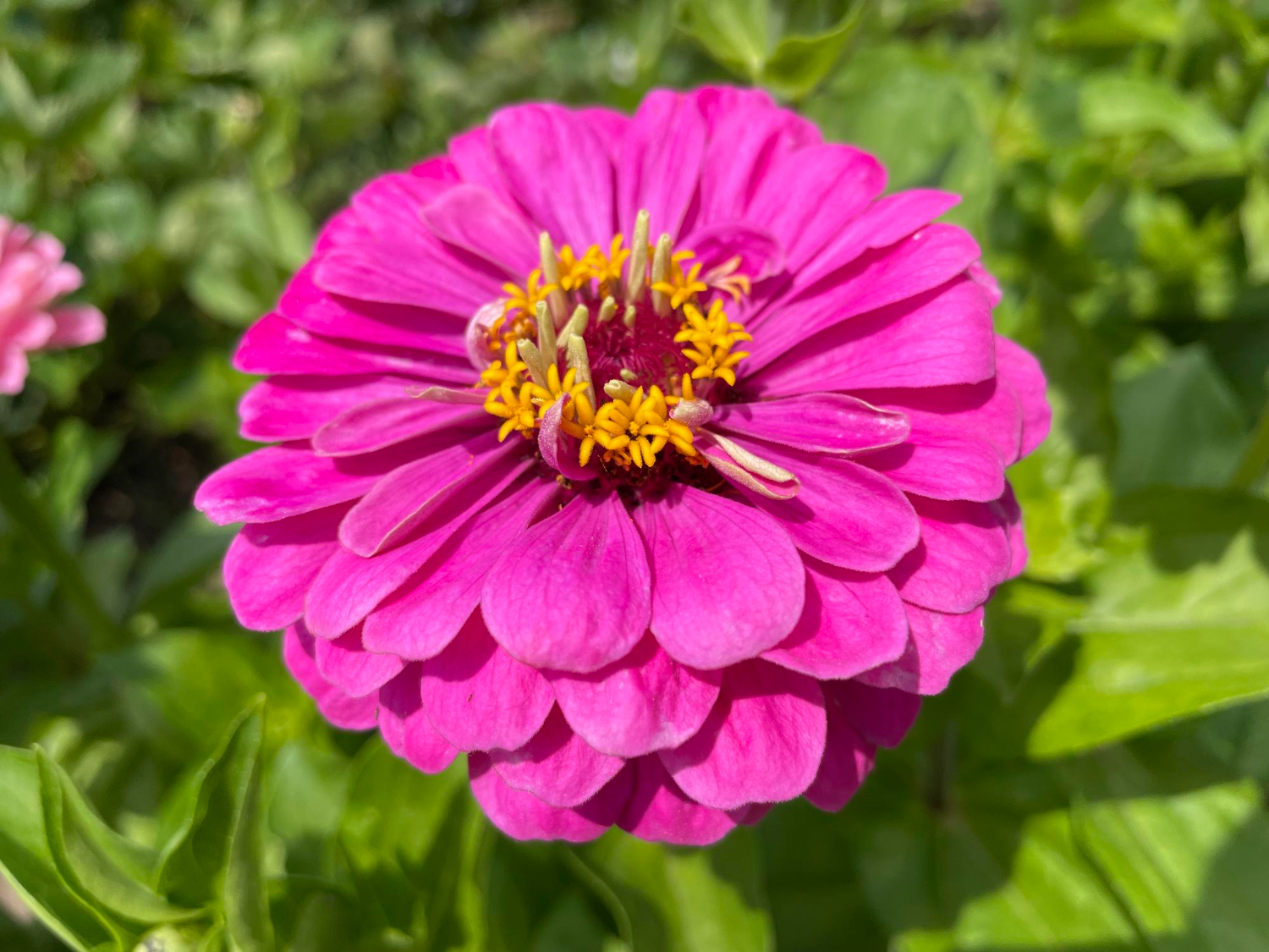 Puzzle Flor rosa