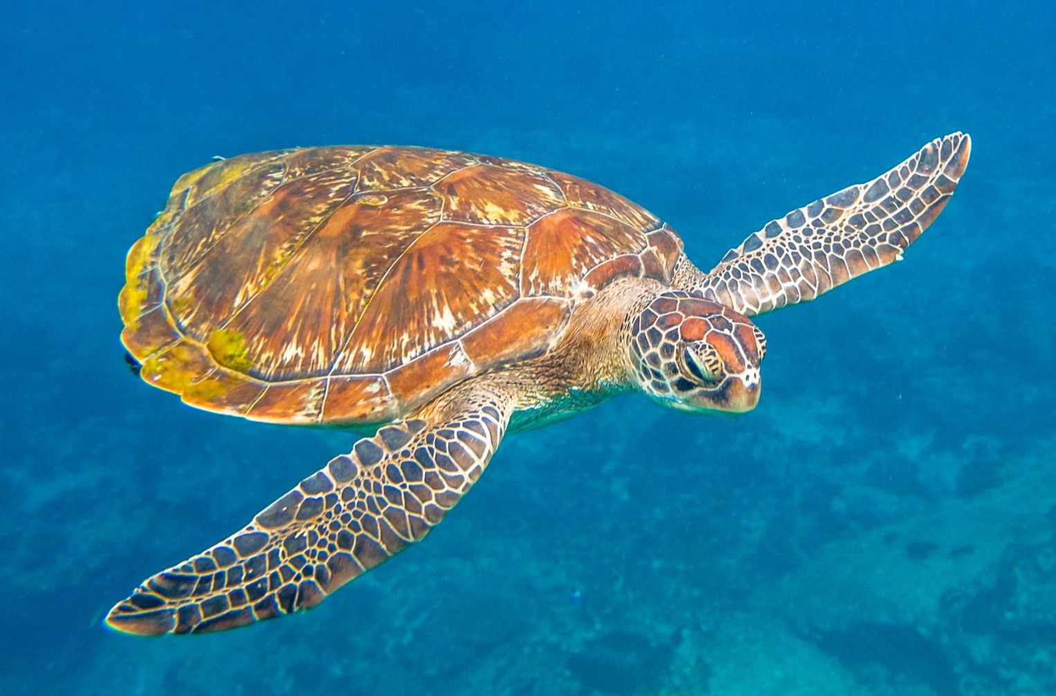 Puzzle Tortuga en el agua