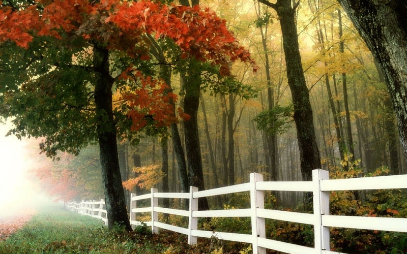 Puzzle Amanecer en el campo