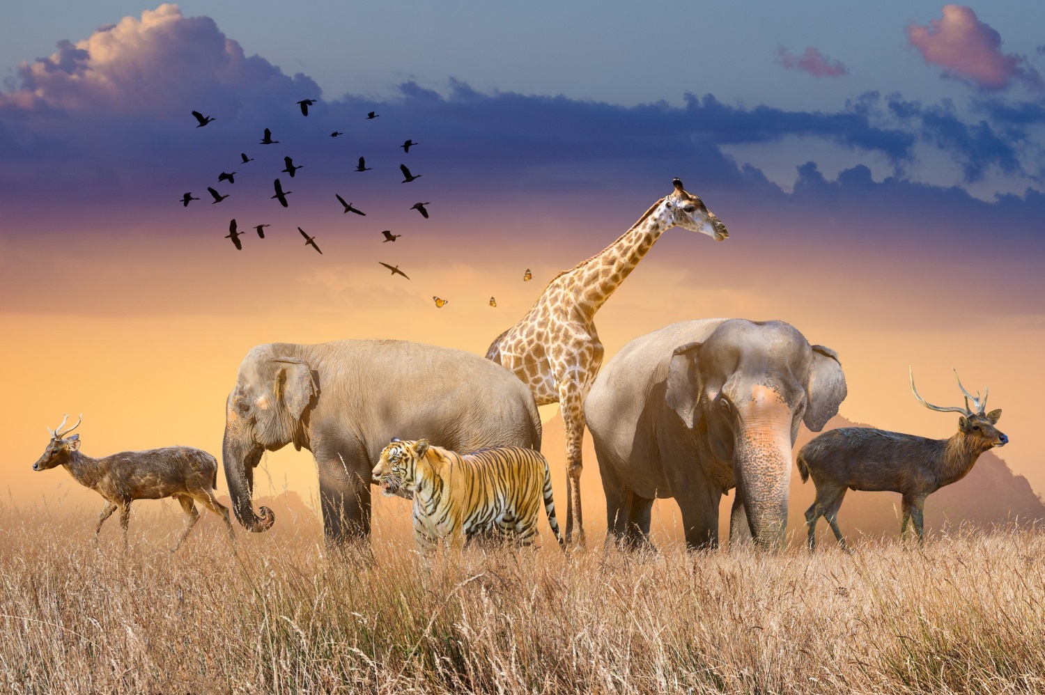 Puzzle Animales salvajes