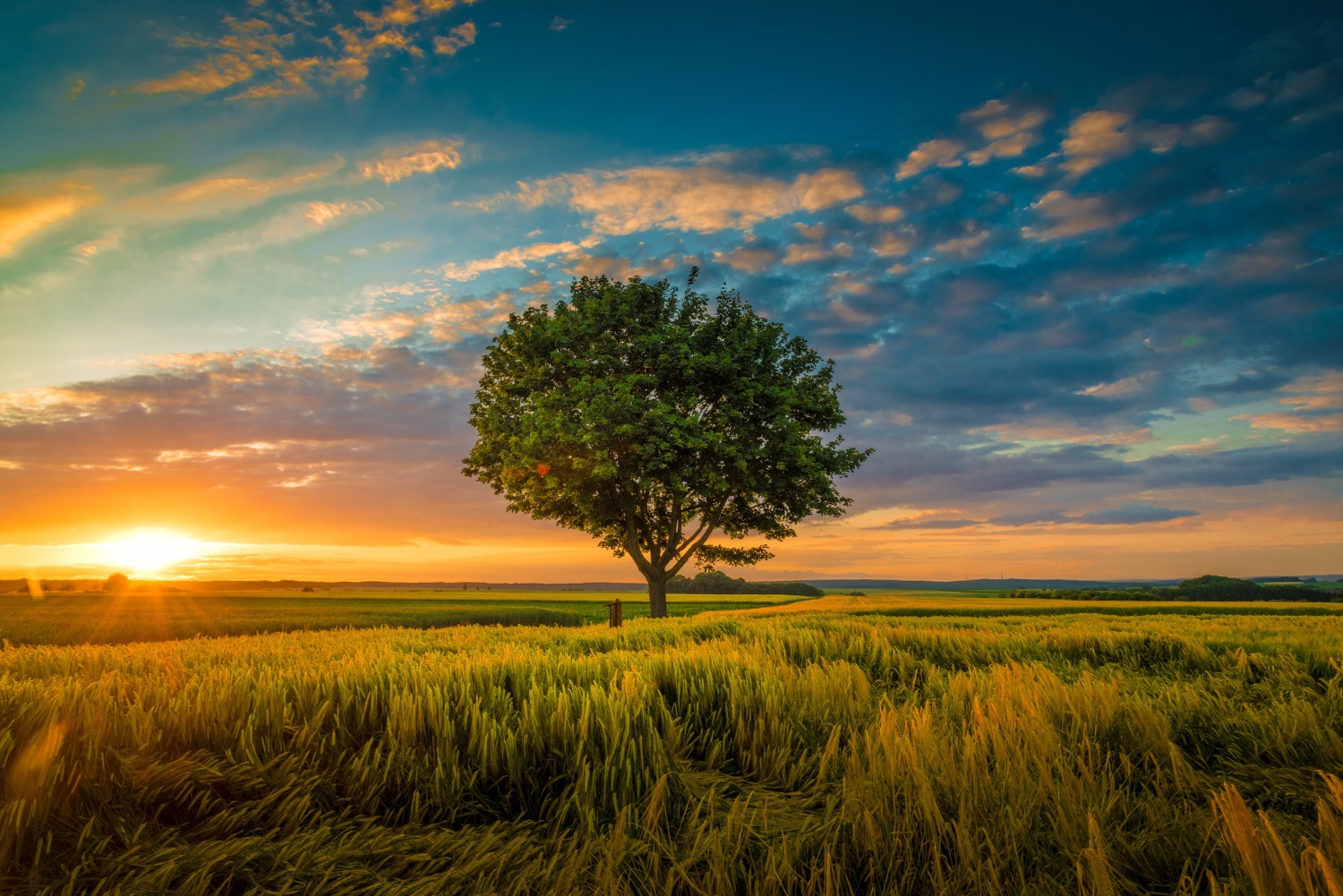 Puzzle Árbol al atardecer