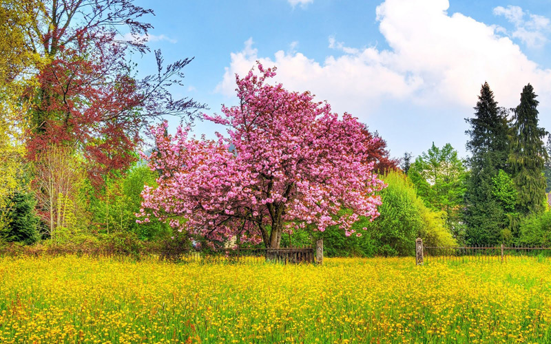 Puzzle Árbol en primavera