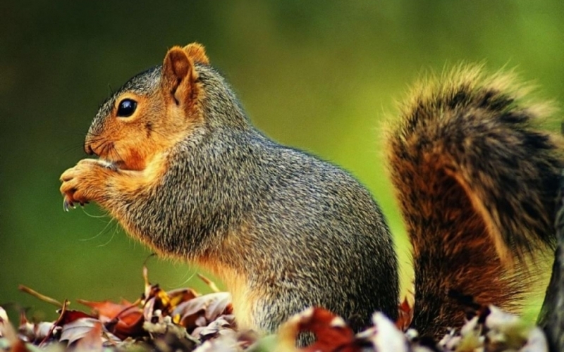 Puzzle Una linda ardilla