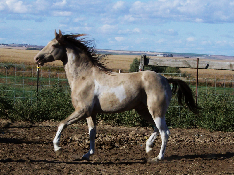 Puzzle Caballo