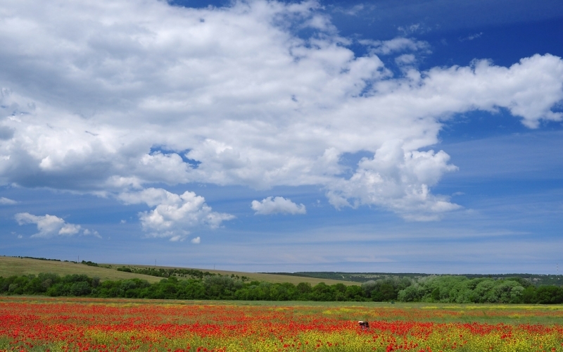 Puzzle Campo de amapolas