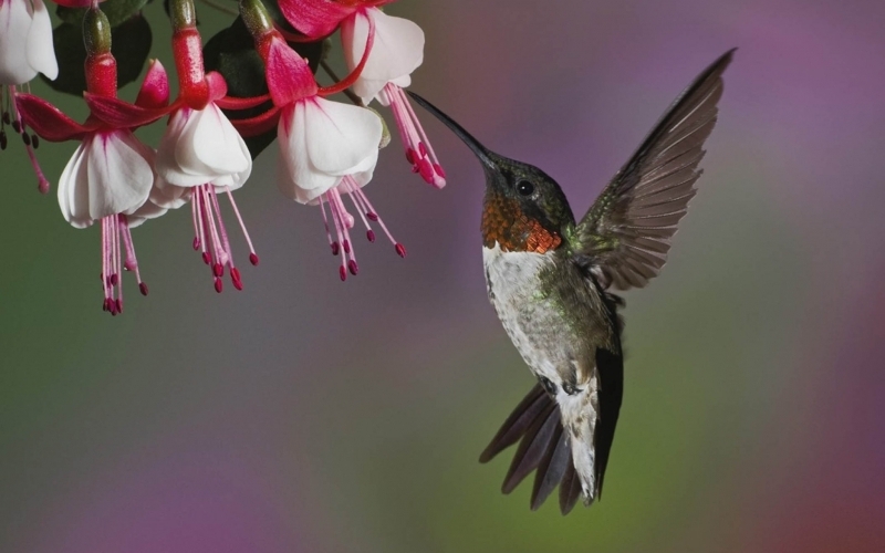 Puzzle Colibrí