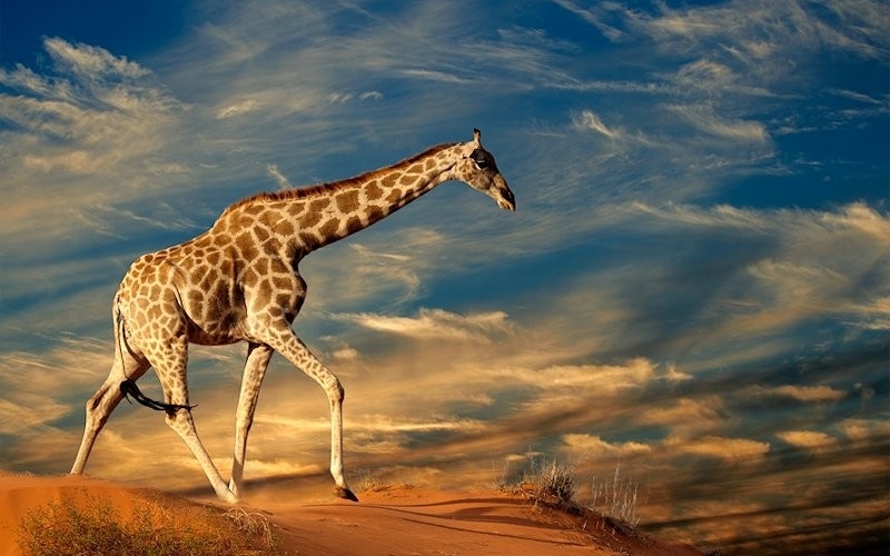 Puzzle Desierto del Kalahari