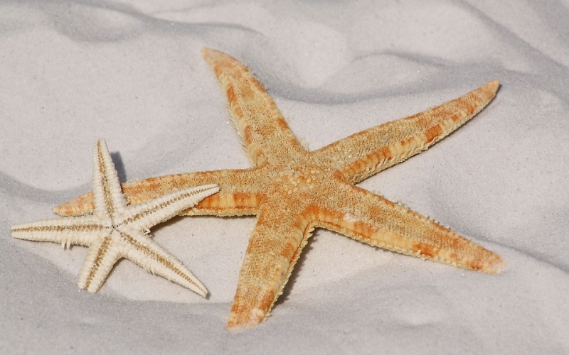 Puzzle Estrellas de mar en la playa