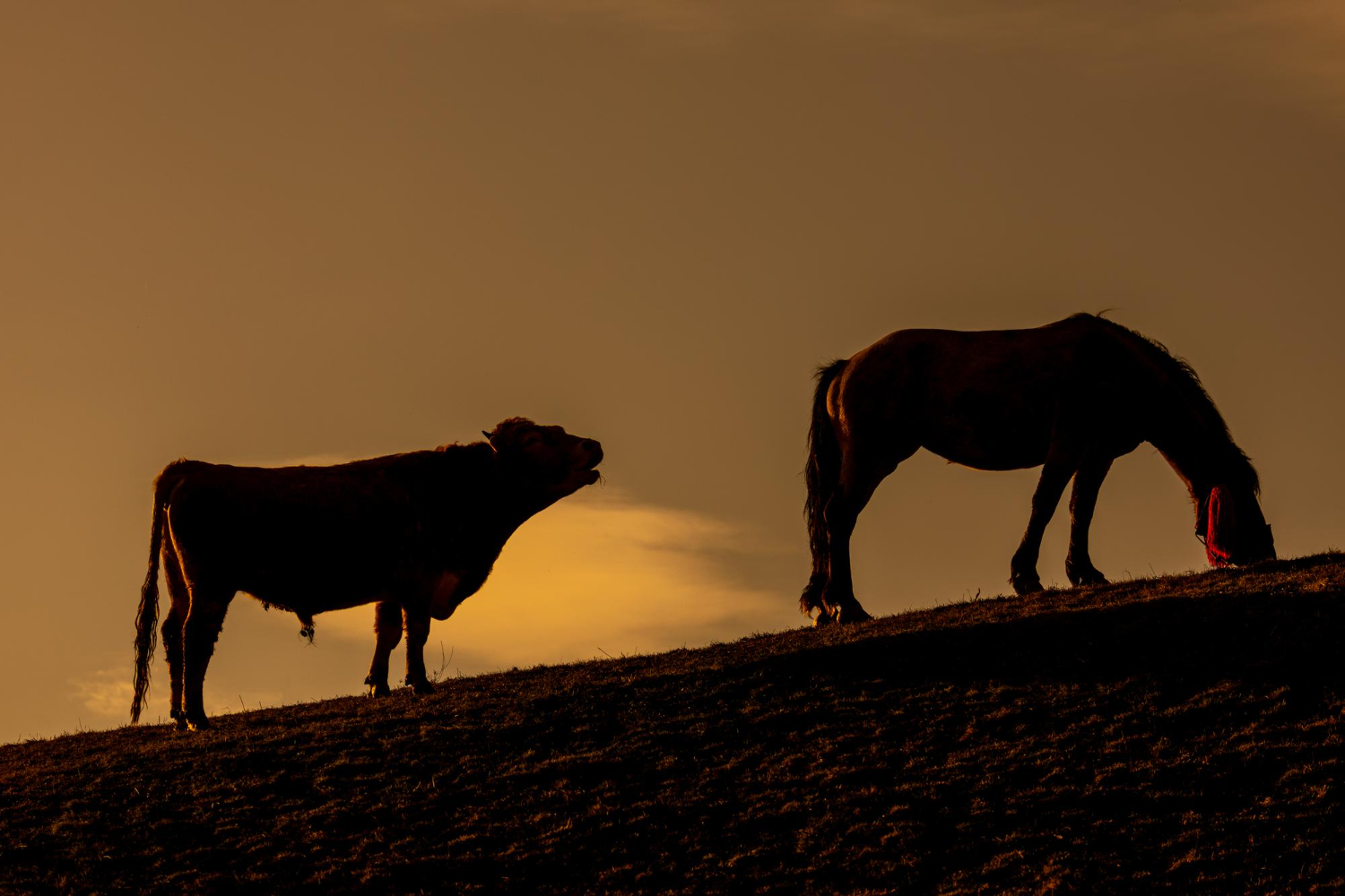 Puzzle La vaca y el caballo
