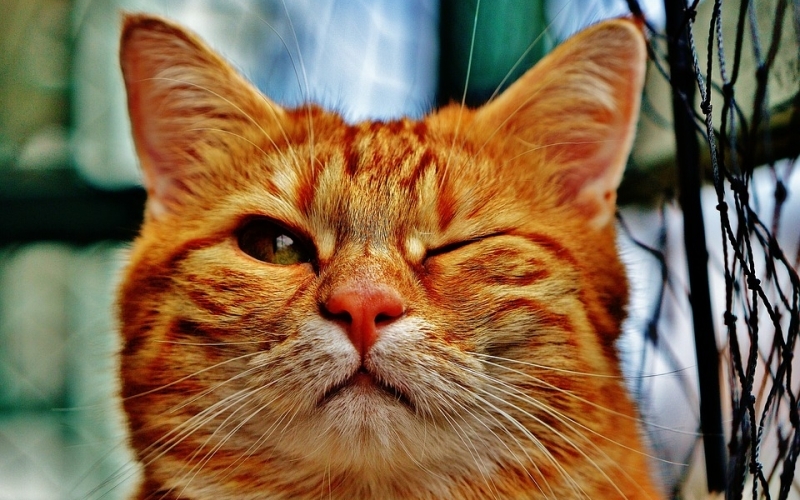 Puzzle Gato guiñando ojo
