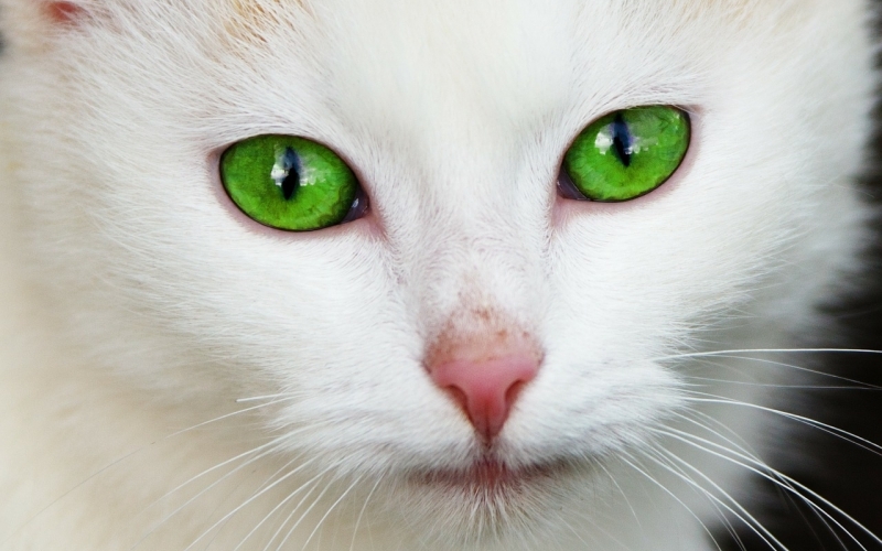 Puzzle Gato ojos verdes