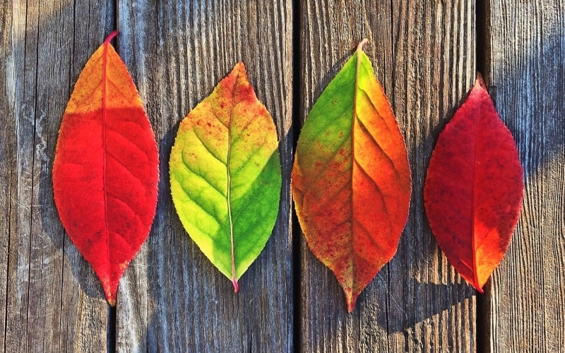 Puzzle Hojas en otoño