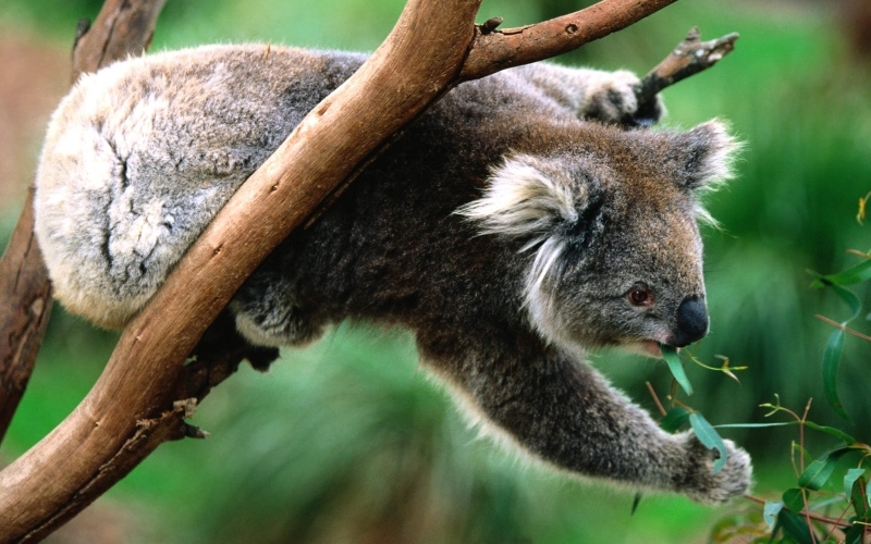 Puzzle Koala en árbol