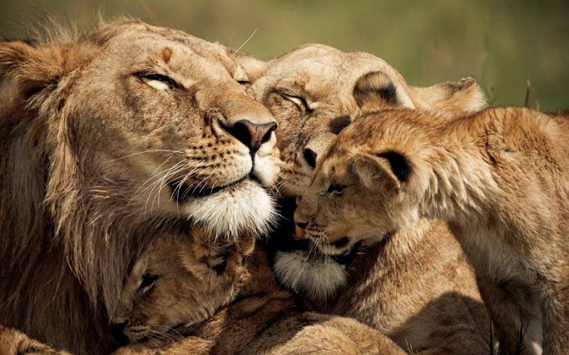 Puzzle Leones en familia