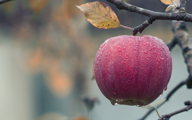 Puzzle Manzana roja