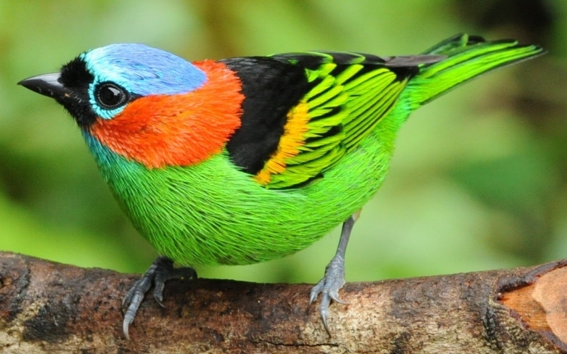 Puzzle Pájaro de colores