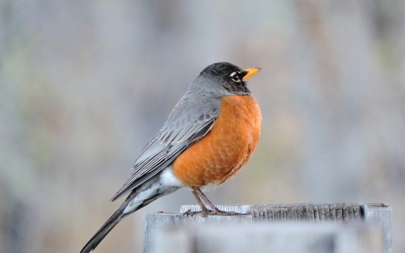 Puzzle Pájaro naranja